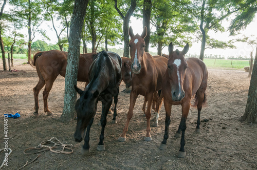 Cavalos usados em Jogo de Polo no pampa. 