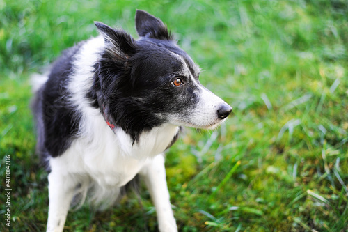 Portrait of 12 years old border collie. Black and white dog with gray hairs. © Dvorakova Veronika