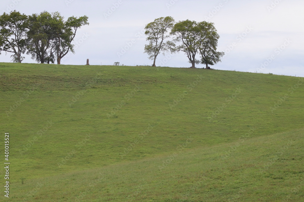 Fototapeta premium tree in the field