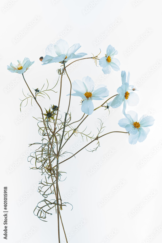cosmos on a white background flowers