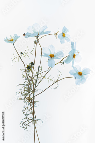 cosmos on a white background flowers © pbnash1964