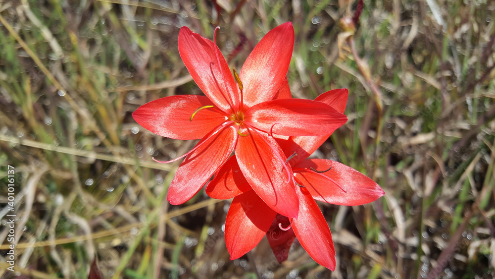 Red flowers at Bokong Nature Reserve Red flowers at Bokong Nature Reserve