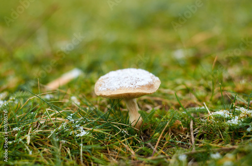 Mushroom with snow on the hat