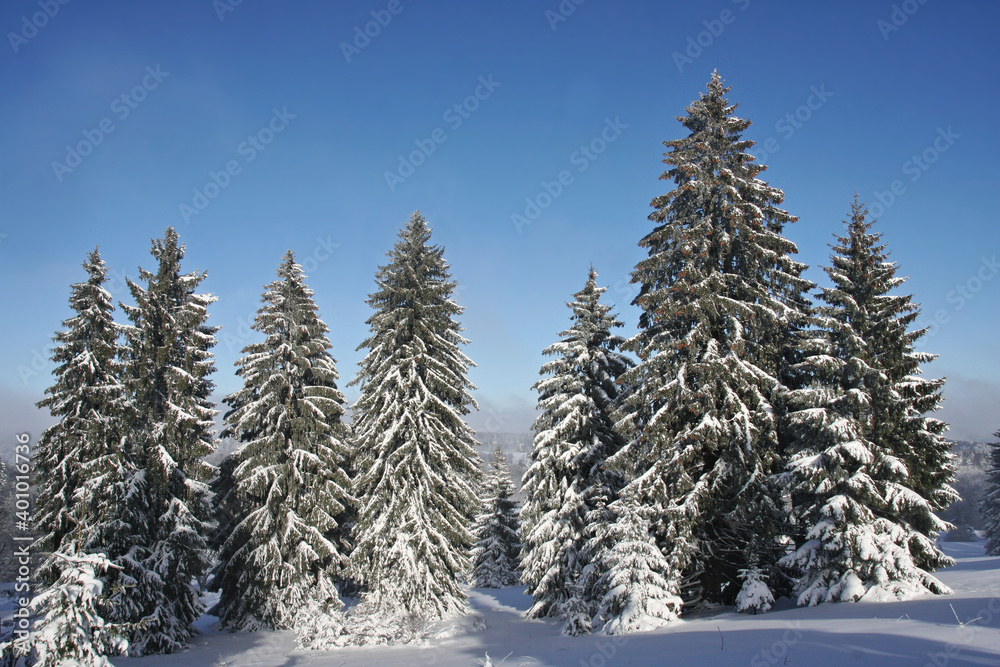 Winter scenery with a group of trees blue cloudless sky in Germany