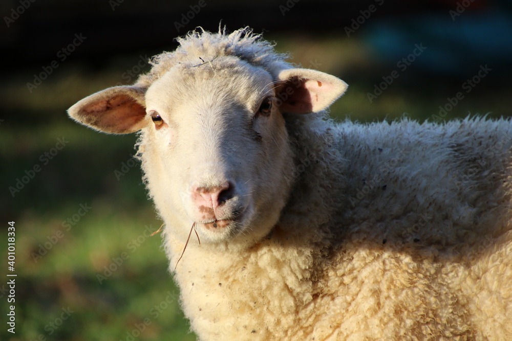 Tête de mouton 
