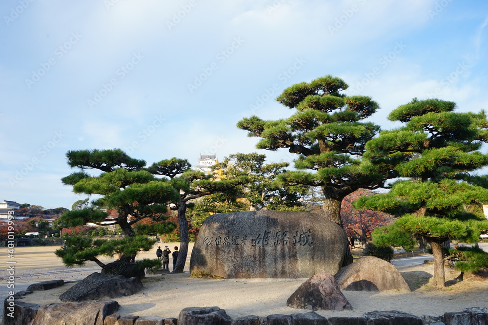 Green pine tree at Himeji Castle (Himejijo) in Autumn, Hyogo prefecture, Japan - 日本 兵庫県 姫路市 姫路城前の松 