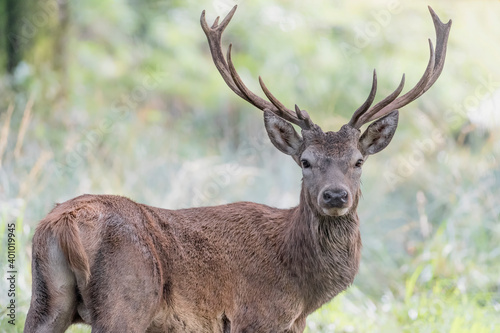 Red deer male looking at camera (Cervus elaphus) © manuel