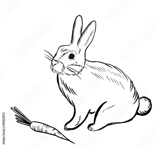 hare with carrots, doodle style sketch illustration hand drawn vector, hare vector sketch illustration