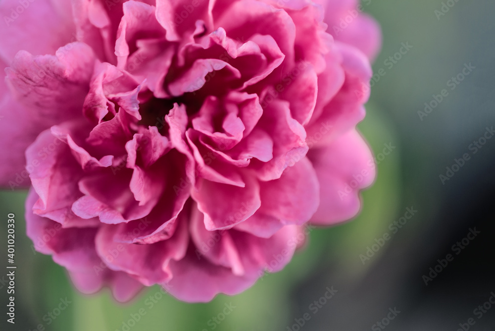 close up of pink peony