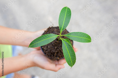 Hand of a girl holding a plant in a black pot on a white background, concept of nature conservation