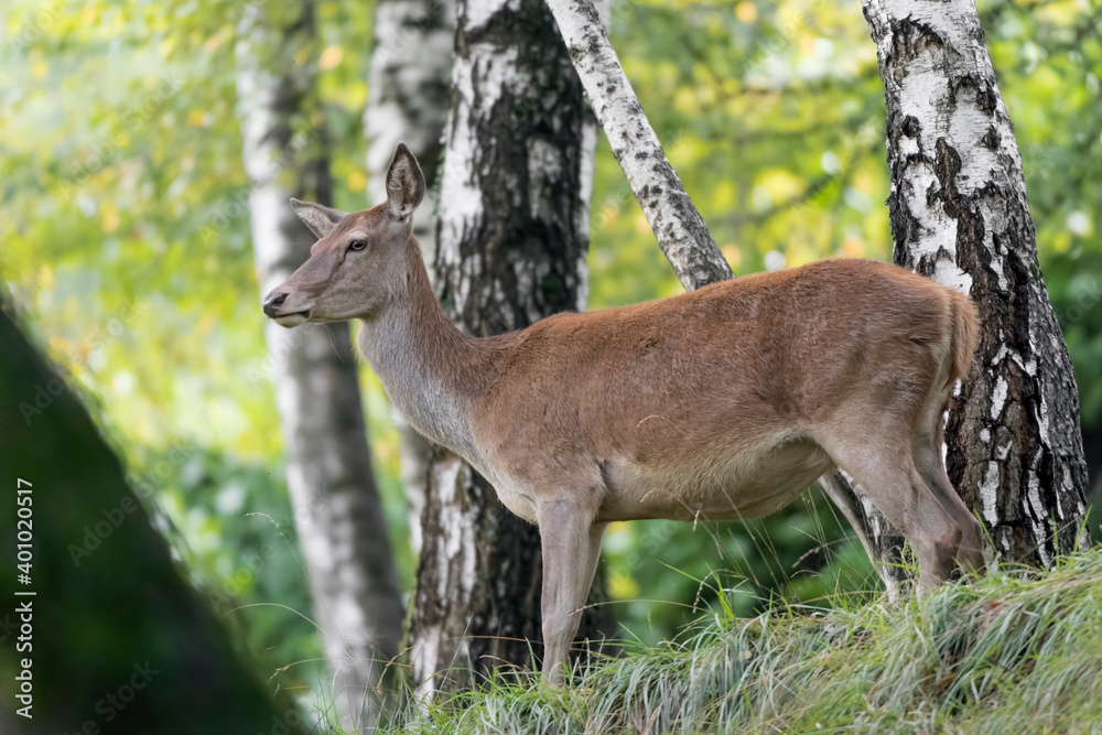Portrait of Red deer female at morning (Cervus elaphus)