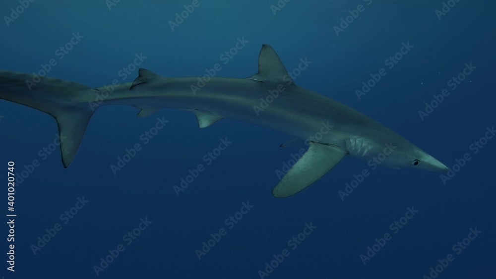 Blue Sharks in clear water of the Atlantic Ocean Blue Sharks in clear water of the Atlantic Ocean