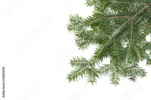 Nature winter background with snowy close-up of fir branches. Spruce branches  on a white background  top view. Winter christmas border with copy space