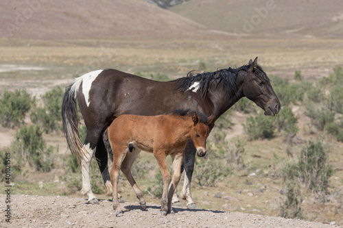 Wild Horse Mare and Her Cute Faol in the Utah Desert