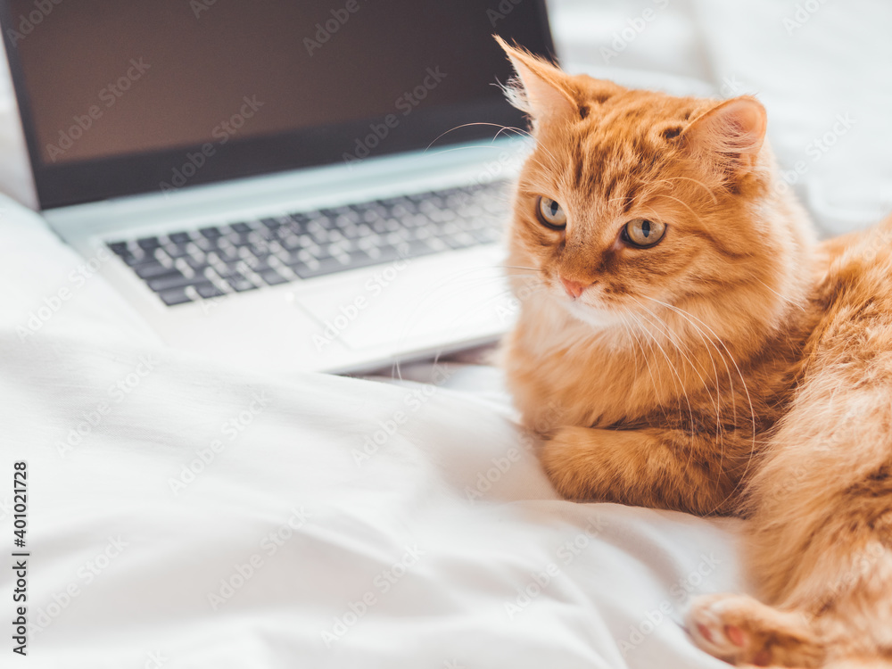 Cute ginger cat lying in bed with laptop. Fluffy pet with computer. Fuzzy domestic animal works remotely like human. Cozy home. Cute ginger cat lying in bed with laptop. Fluffy pet with computer. Fuzzy domestic animal works remotely like human. Cozy home.
