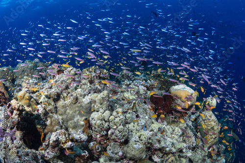 Fototapeta Naklejka Na Ścianę i Meble -  Fish schooling above pristine coral reef 