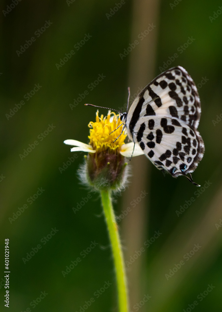 Obraz premium butterfly on a flower