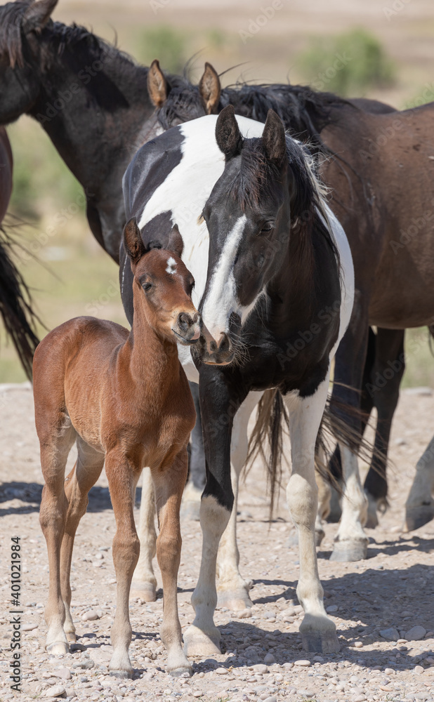 Wild Horse Mare and Her Cute Faol in the Utah Desert Wild Horse Mare and Her Cute Faol in the Utah Desert