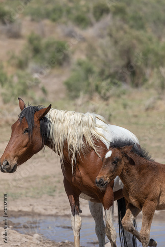 Wild Horse Mare and Her Cute Faol in the Utah Desert
