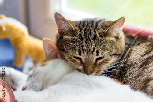 Cats sleeping in an embrace, pets 