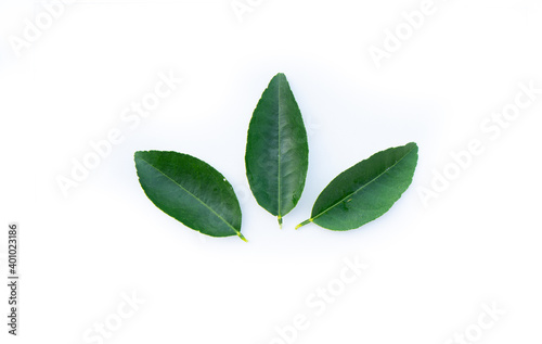 Kaffir lime leaves green leaf nature © PigS