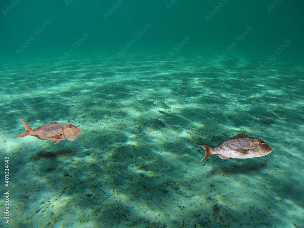 Fototapeta premium Pesci