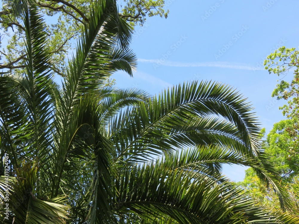 Fototapeta premium Palm tree branches on blue sky background in Florida nature 