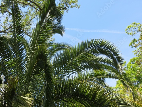 Palm tree branches on blue sky background in Florida nature 