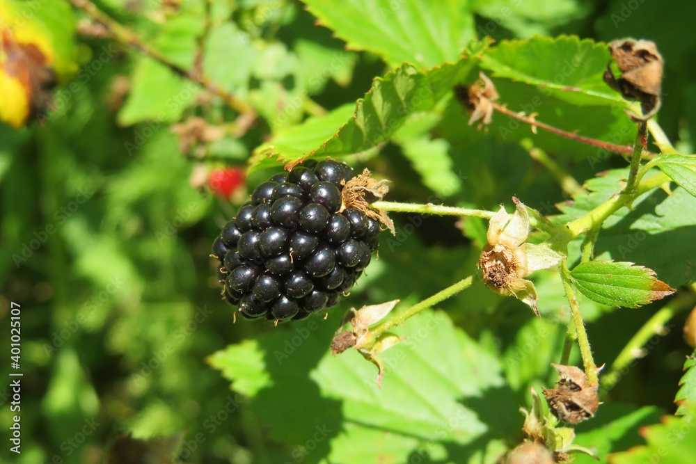 Blackberry in the garden in Florida nature, closeup Blackberry in the garden in Florida nature, closeup