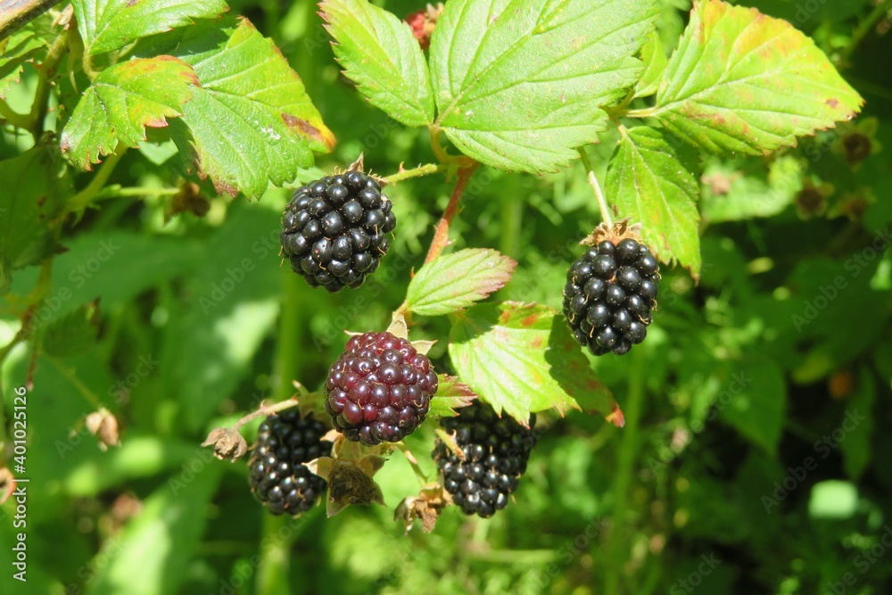 Blackberries on the bush in the garden, closeup Blackberries on the bush in the garden, closeup
