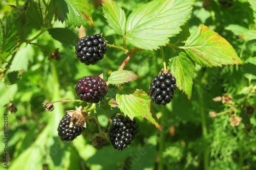 Blackberry on a bush in the garden, closeup