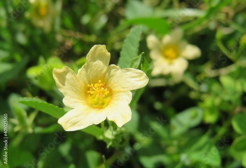 Φωτογραφία Yellow sida flowers in Florida nature, closeup