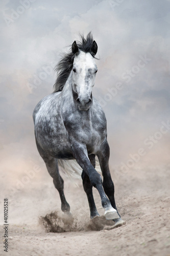 Grey horse run free on desert dust