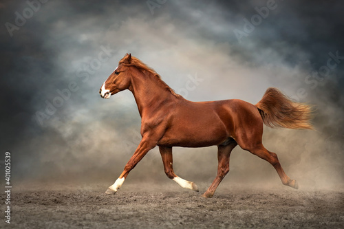 Fotografie horse running in the field