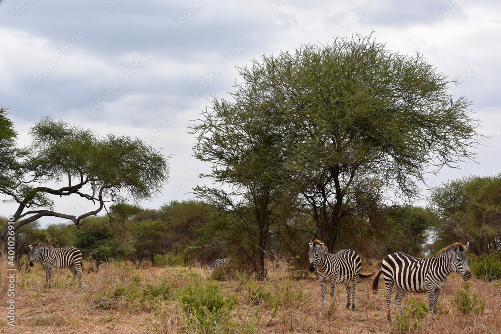 Naklejka premium The Zebras of Tarangire