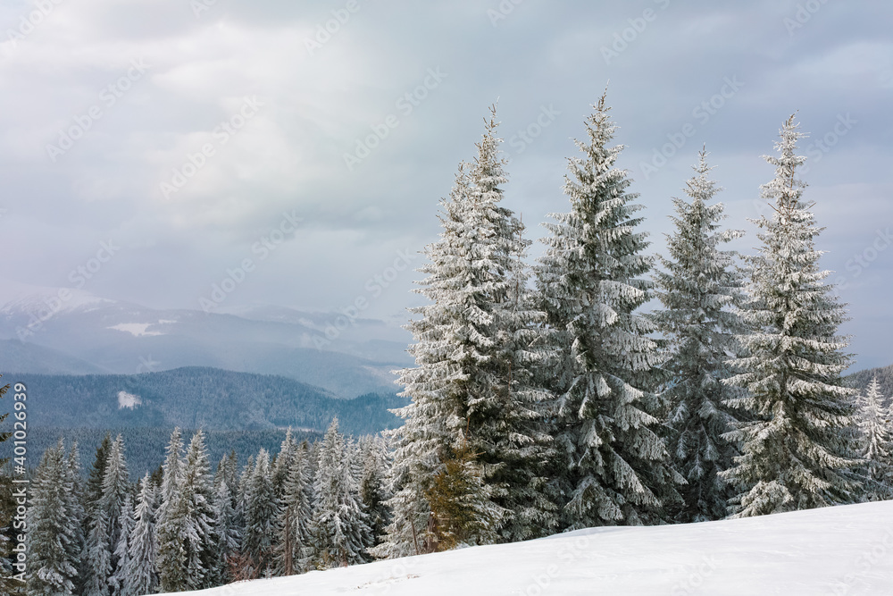 Fototapeta premium Tall spruce trees with branches covered with hoarfrost against the backdrop of the Carpathian mountains. Beautiful winter landscape.
