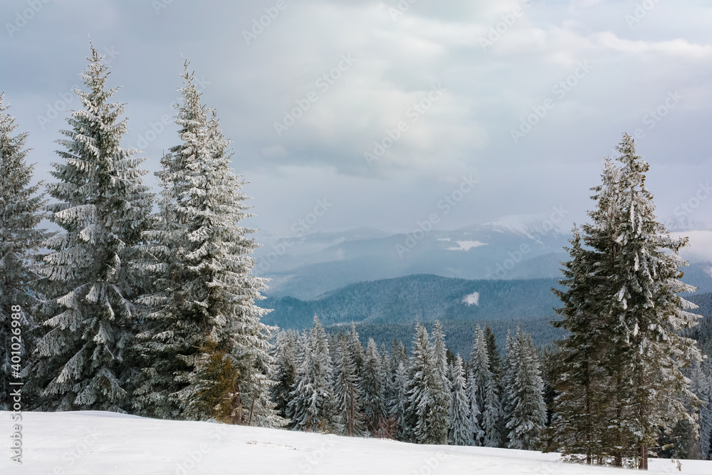 Snow-covered fir trees in the background of winter weather mountains.
