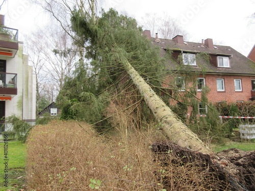 Umgestürzter Baum 01