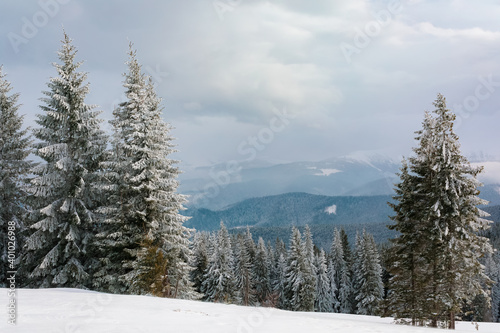 Snow-covered fir trees in the background of winter weather mountains.