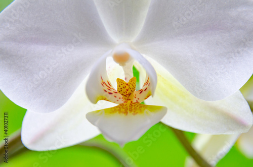 Close up view of a white orchid flower, a delicate and fragile bloom with ornamental qualities.