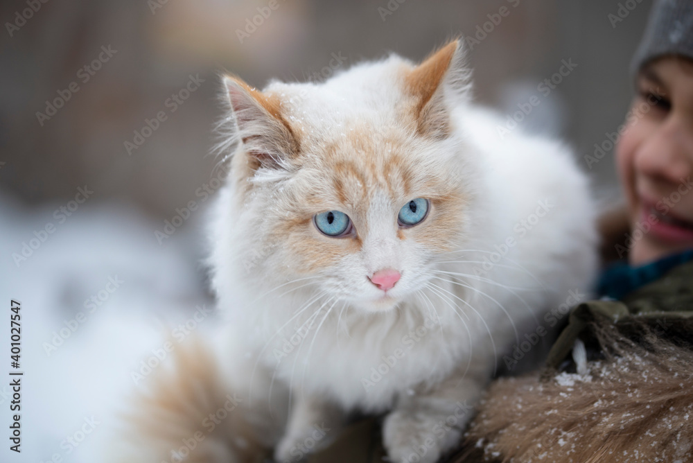 a white fluffy cat with blue eyes and a girl in the background in the winter garden. Concept of children and pets
