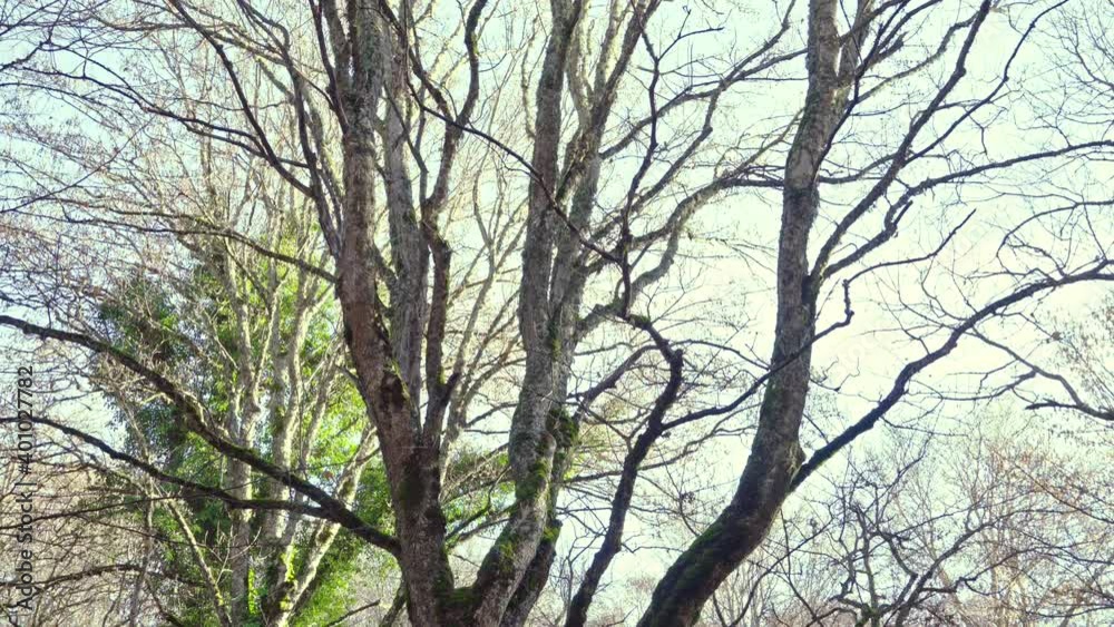 Secular maple in the beech forest. Abruzzo, Italy, Europe Secular maple in the beech forest. Abruzzo, Italy, Europe