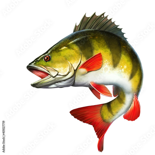 Foto Yellow perch freshwater illustration realism isolate.