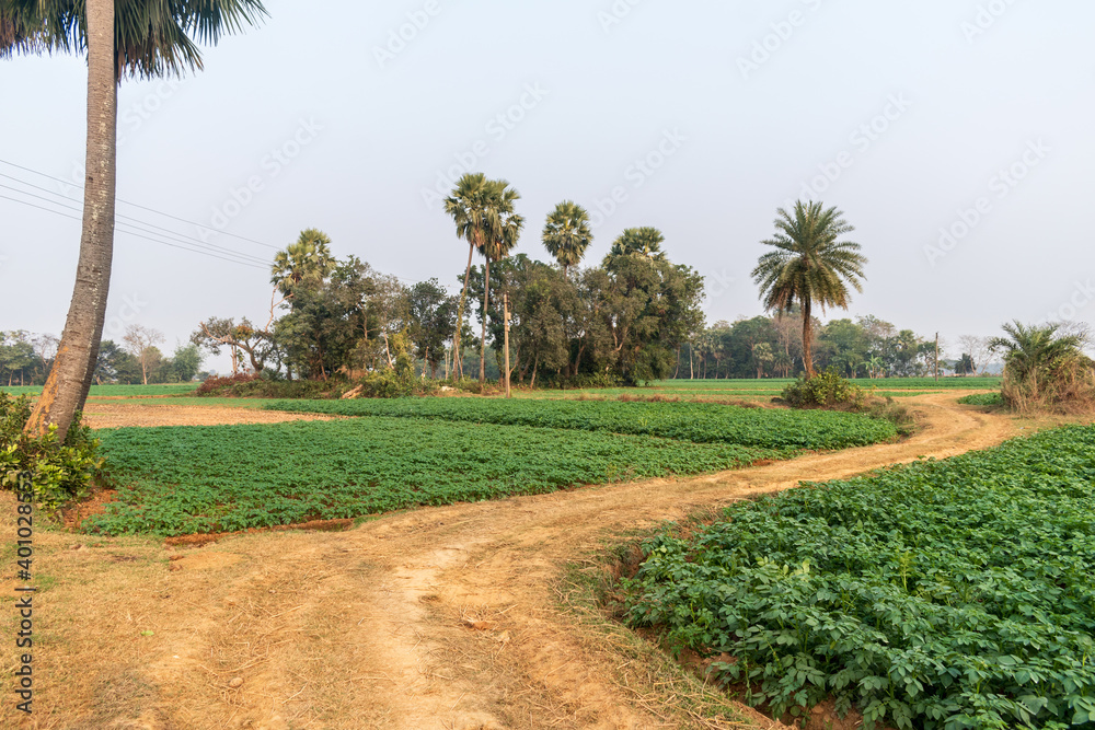 Outdoor picture of a fascinating, quiet, and beautiful village in West Bengal, where the winding clay road surrounded by palm trees merge far and wide through the agricultural lands. Outdoor picture of a fascinating, quiet, and beautiful village in West Bengal, where the winding clay road surrounded by palm trees merge far and wide through the agricultural lands.