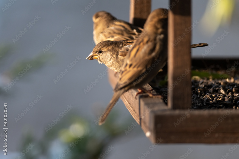 Wooden feedbox with many birds - brown sparrows on snowy winter tree