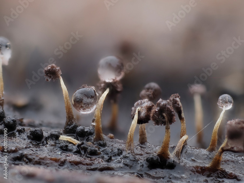 Schleimpilz (Myxomyceten) Fruchtkörper in der Eifel photo