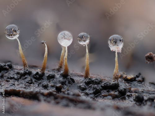 Schleimpilz (Myxomyceten) Fruchtkörper in der Eifel photo