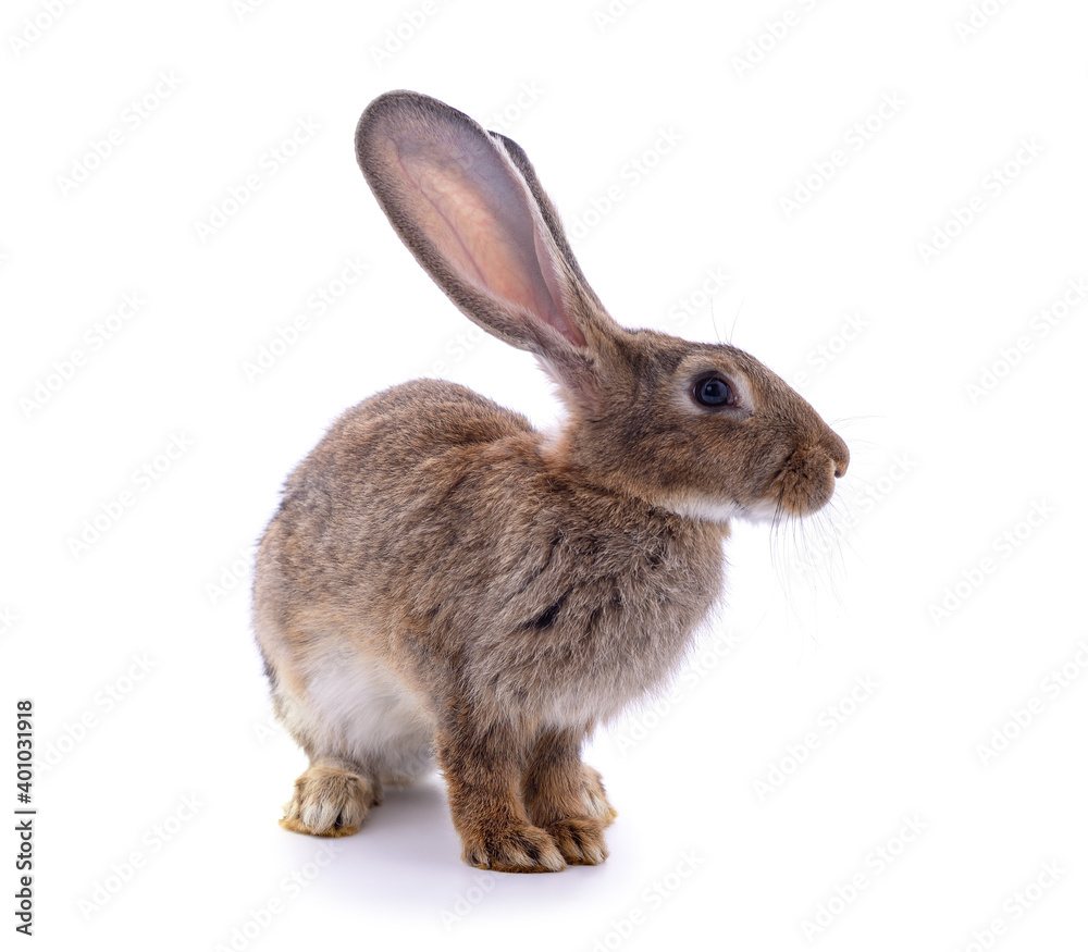 One brown rabbit. One brown rabbit.