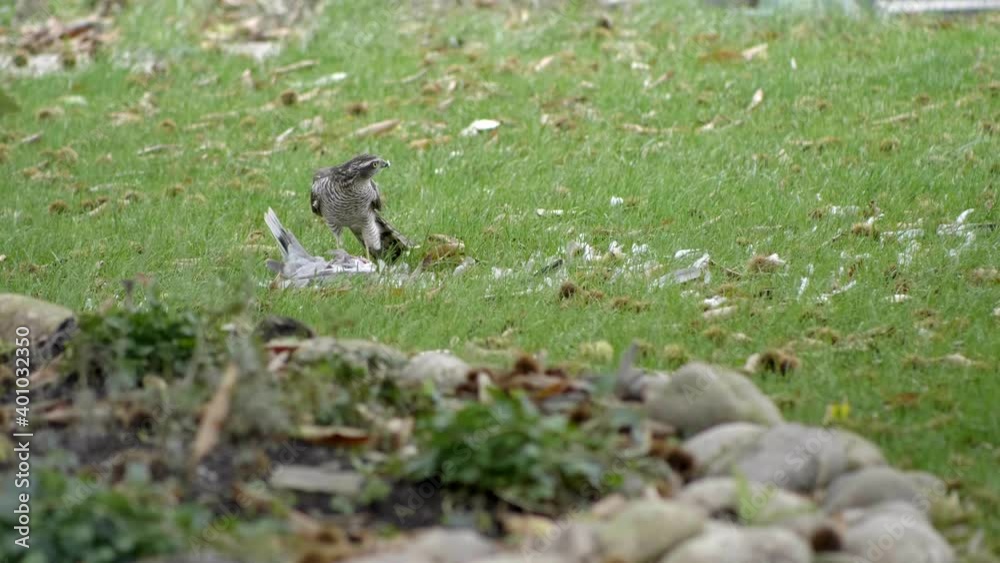 Medium shot white hawk eats its prey in the green grass. Slow motion 4K Medium shot white hawk eats its prey in the green grass. Slow motion 4K