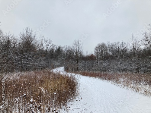 Wallpaper Mural path in the snow Torontodigital.ca
